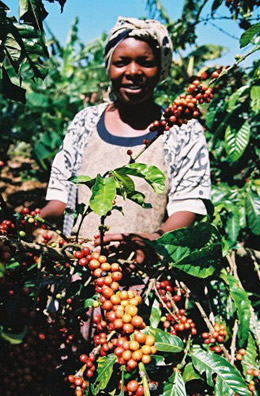 Hope Mutambizi and ripe robusta