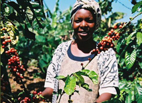 Hope Mutambizi and ripe robusta Hope Mutambizi and ripe robusta