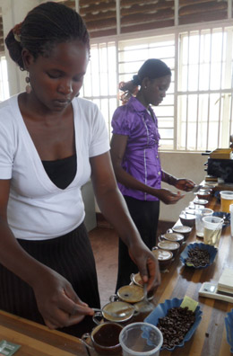 Coffee tasting at Gumutindo Coffee tasting at Gumutindo