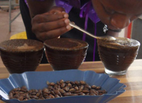 Lydia coffee tasting at Gumutindo Lydia coffee tasting at Gumutindo