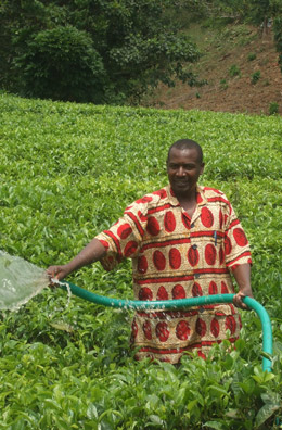 .Joseph Kamasha board member and tea farmer using a treadle pump