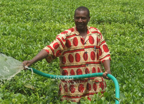 .Joseph Kamasha board member and tea farmer using a treadle pump .Joseph Kamasha board member and tea farmer using a treadle pump