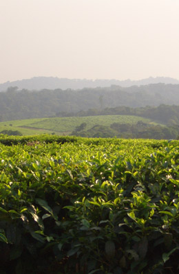 The tea gardens at Mpanga