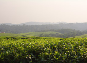The tea gardens at Mpanga The tea gardens at Mpanga