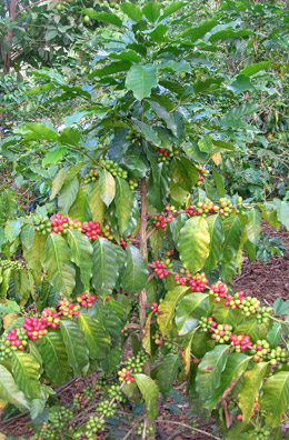 Mr Marcelo Ramos Perez's coffee bush in Pangoa Mr Marcelo Ramos Perez's coffee bush in Pangoa