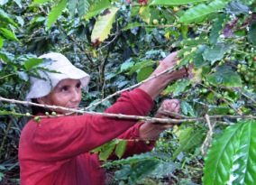 CAC Pangoa Coffee Grower, Peru