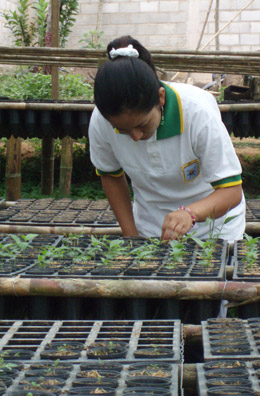 Forestry assistant at Aprocassi Forestry assistant at Aprocassi