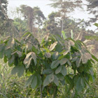 cameroon_thumbnail