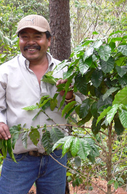 Farmers from Cecocafen