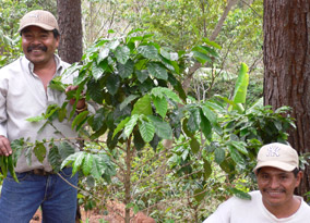 Farmers from Cecocafen whose coffee goes into Cloud Forest