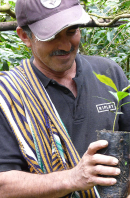 Farmer member Raul Luzon Munoz, member of base cooperative Santa Rosa de Chonta in Montero.JPG Farmer member Raul Luzon Munoz, member of base cooperative Santa Rosa de Chonta in Montero.JPG