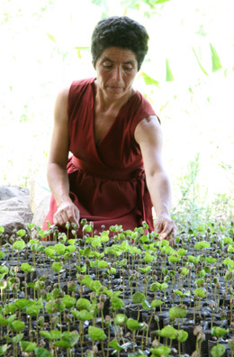 Carmen Vargas Rivera, a coffee producer for Chirinos in Peru, under the shade with the coffee seedlings in her nursery Carmen Vargas Rivera, a coffee producer for Chirinos in Peru, under the shade with the coffee seedlings in her nursery