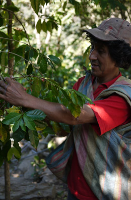 Coffee farmer, Alejandro Perez, picking coffee at Cocla Coffee farmer, Alejandro Perez, picking coffee at Cocla