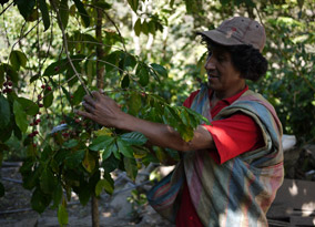 Farmer picking coffee at Cocla