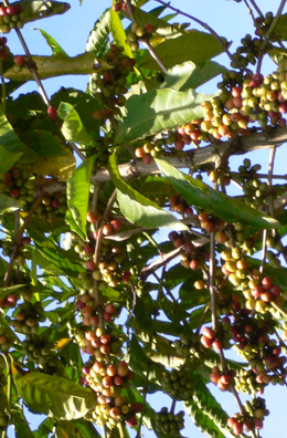 Coffee beans at Macefcoop