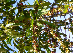 Coffee beans at Macefcoop