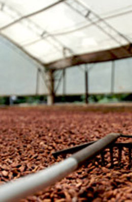 Cocoa beans at Conacado