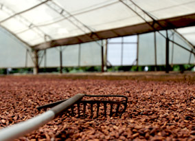 Cocoa beans at Conacado