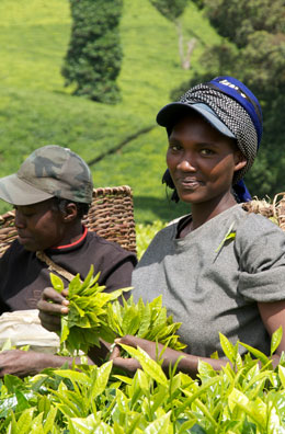 Tea farmer at Michimikuru Tea farmer at Michimikuru