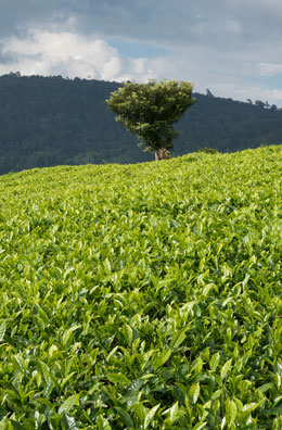 The tea fields at Eastern Produce Outgrower Empowerment Programme The tea fields at Eastern Produce Outgrower Empowerment Programme