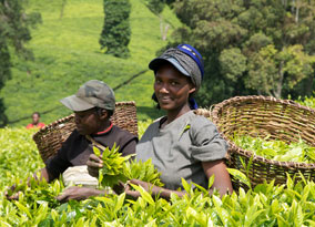 Tea farmer at Michimikuru