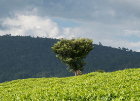 The tea fields at Eastern Produce Outgrower Empowerment Programme