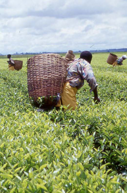 Tea Pickers at Kibena