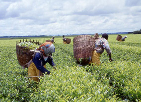 Tea Pickers at Kibena