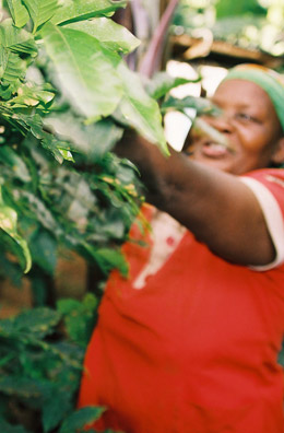 Bertha Fanueli Matowo of the KNCU grower organisation Bertha Fanueli Matowo of the KNCU grower organisation