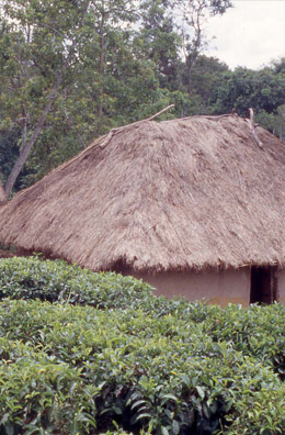 Smallholder tea garden at Mabale