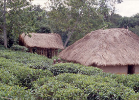 Smallholder tea garden at Mabale Smallholder tea garden at Mabale