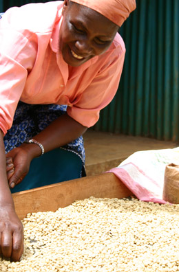 Sorting coffee beans by hand at Misozi