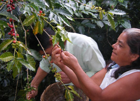 Rosario from Prodecoop picking coffee cherries
