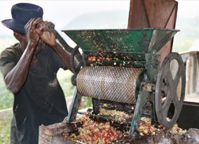 Using the depulper machine at Recocarno