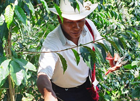 Coffee farming at Union Majomut in Mexico Coffee farming at Union Majomut in Mexico