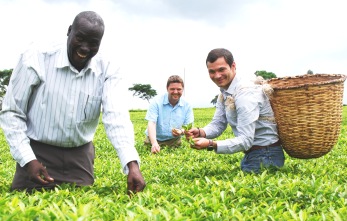 Tea picking in Nandi Hills, Kenya