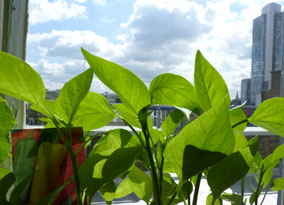 Aubergines on windowsill 284 by 205