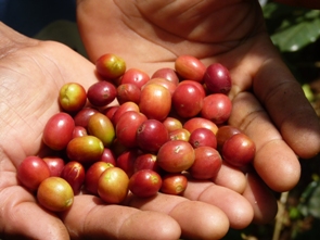 Coffee cherries